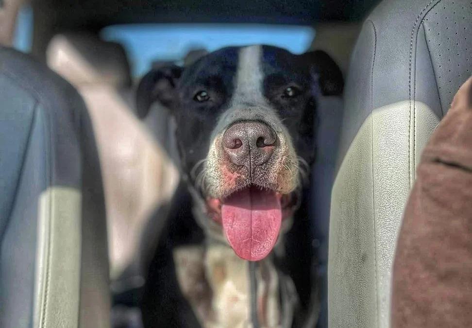 Tango, a Adoptable mixed breed in San Francisco, CA image 2/6