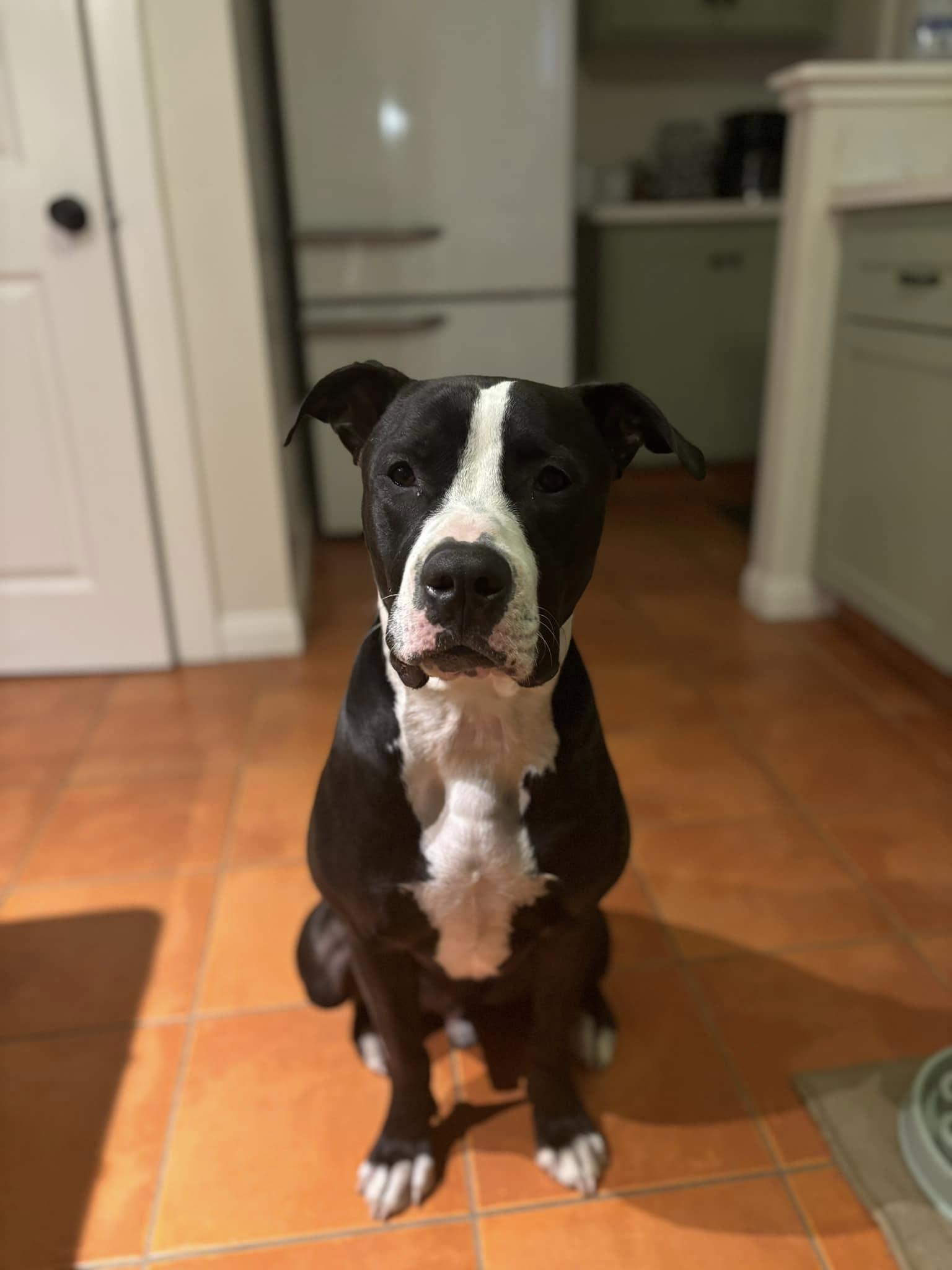 Tango, Adoptable, Adult Male American Staffordshire Terrier.