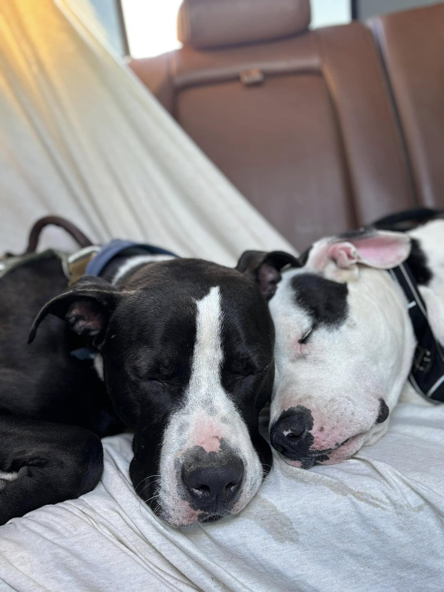 Tango, a Adoptable mixed breed in San Francisco, CA image 4/6