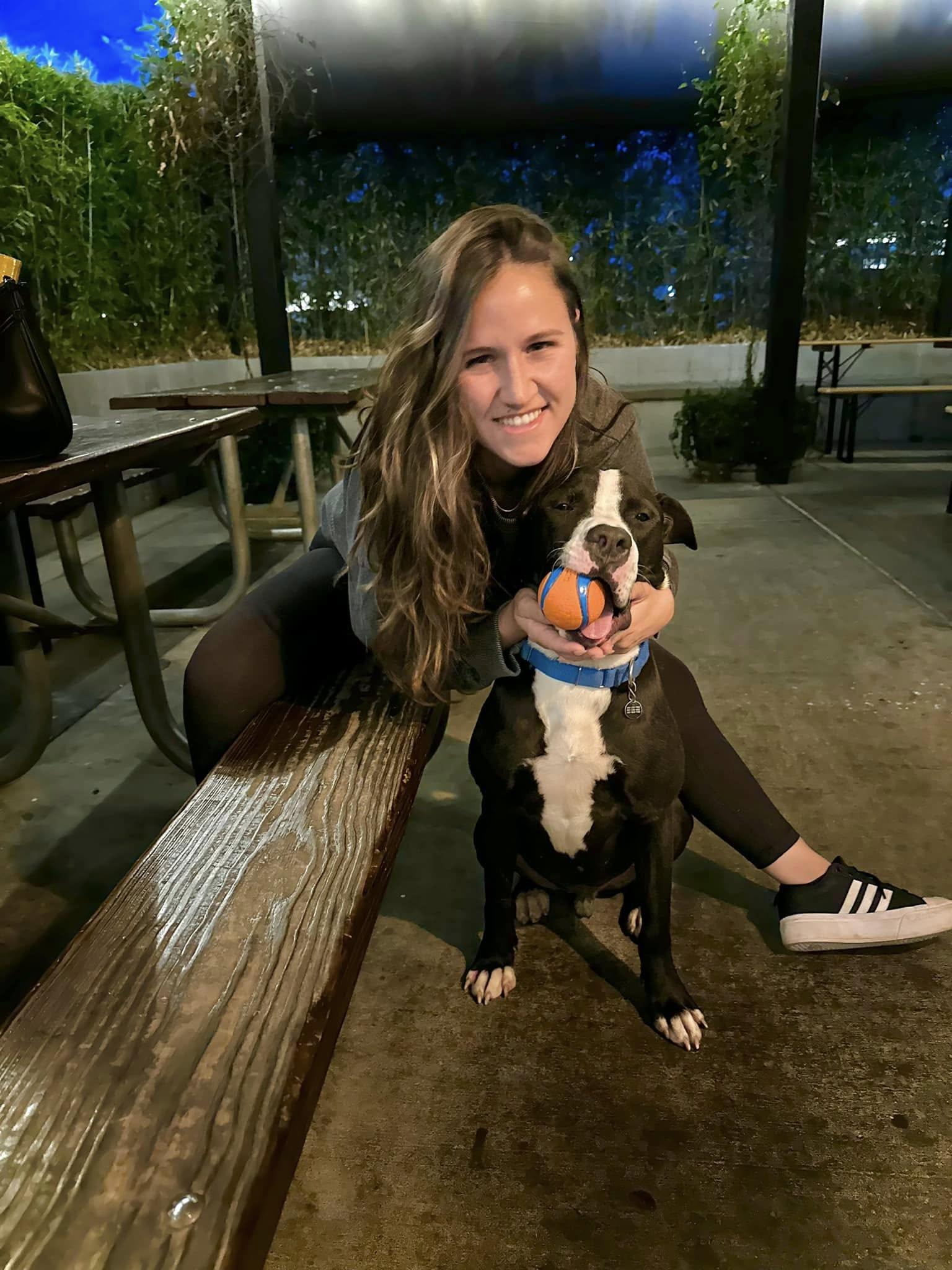 Tango, Adoptable, Adult Male American Staffordshire Terrier.