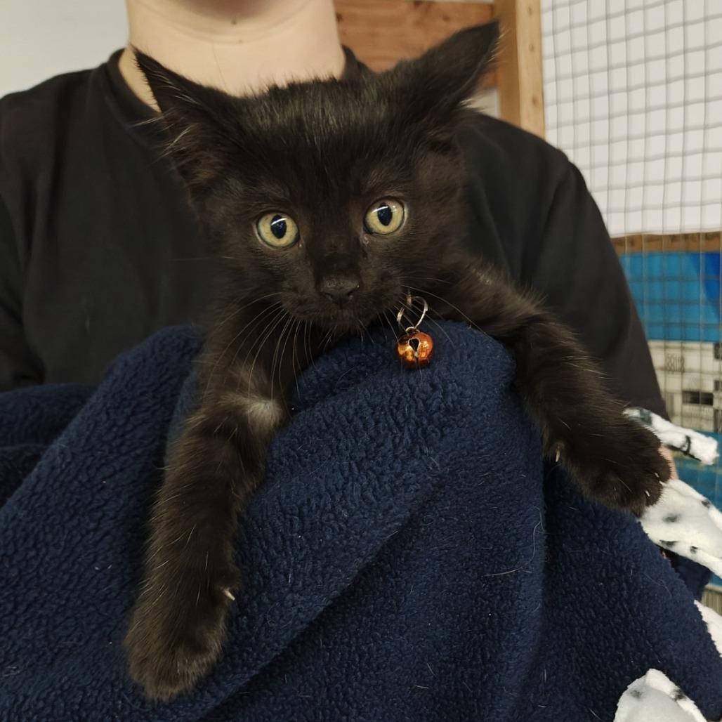 Enlarge Scream, a Adoptable Domestic Short Hair in Madison, WI image 1/2