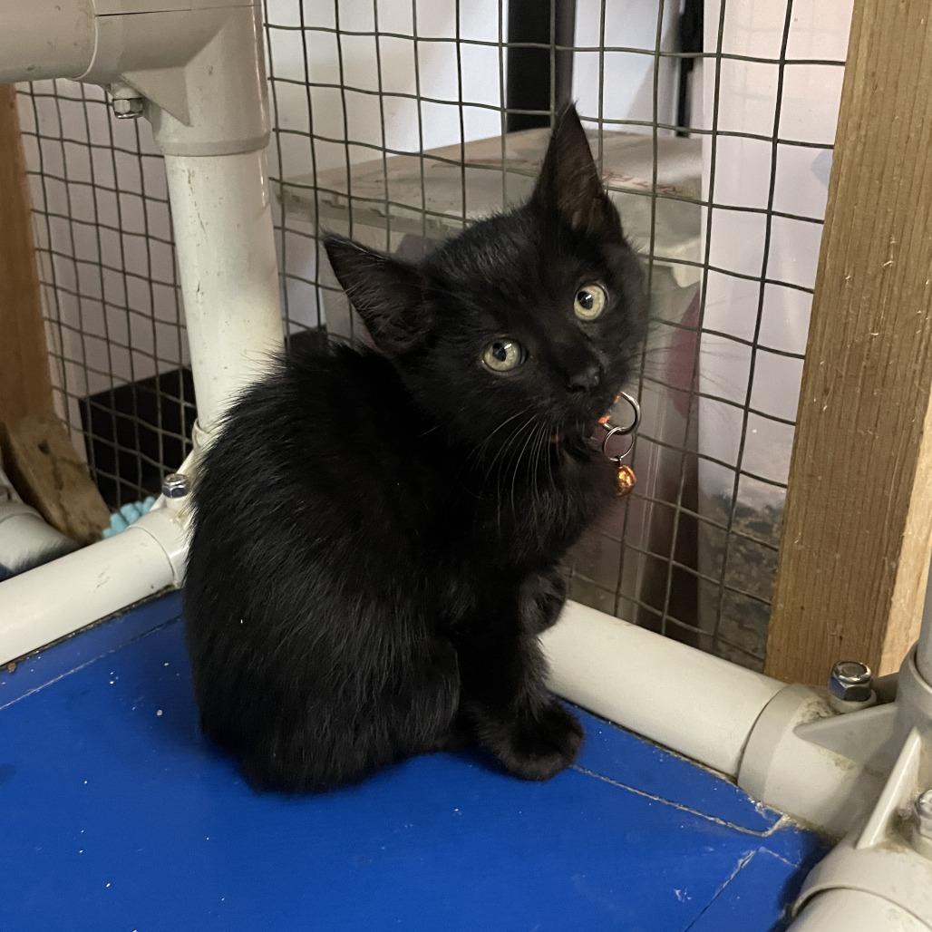 Enlarge Scream, a Adoptable Domestic Short Hair in Madison, WI image 2/2