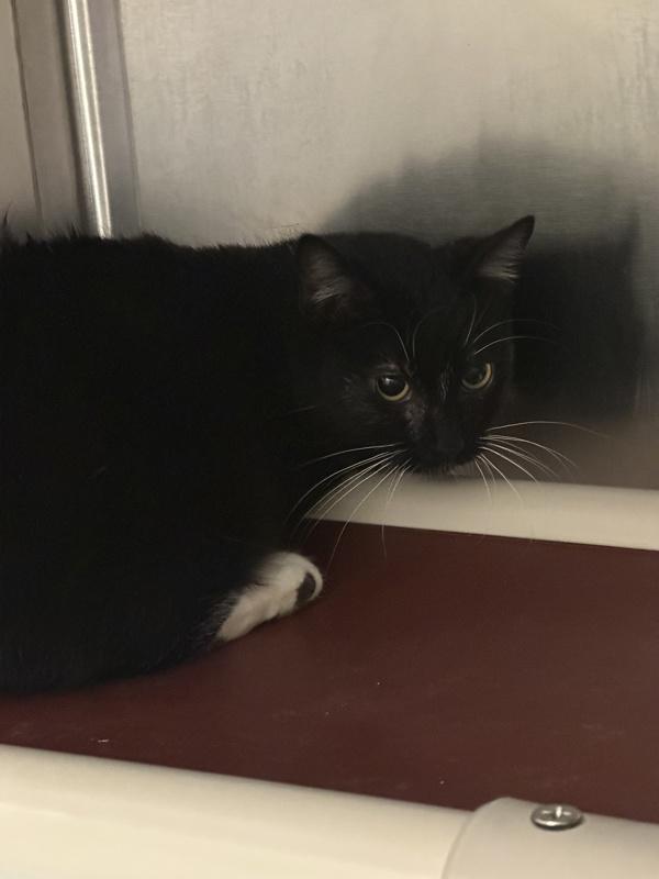 Judith, Adoptable, Young Female Domestic Short Hair.