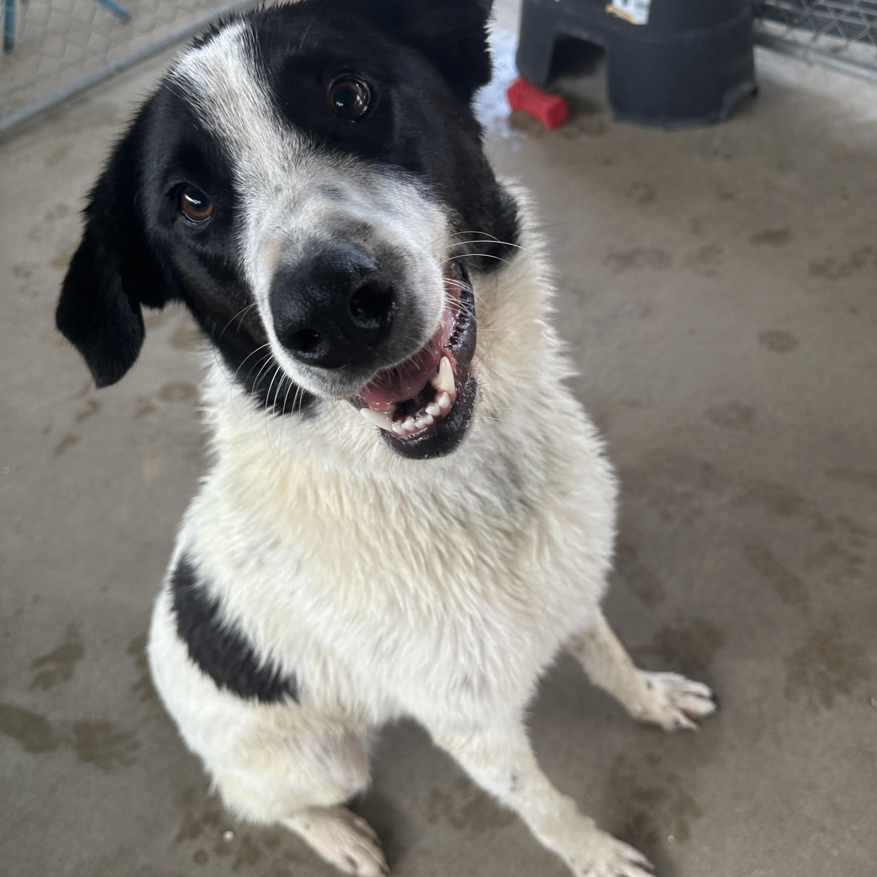 Enlarge Simon, a ADOPTABLE mixed breed in Pacific, MO image 2/4