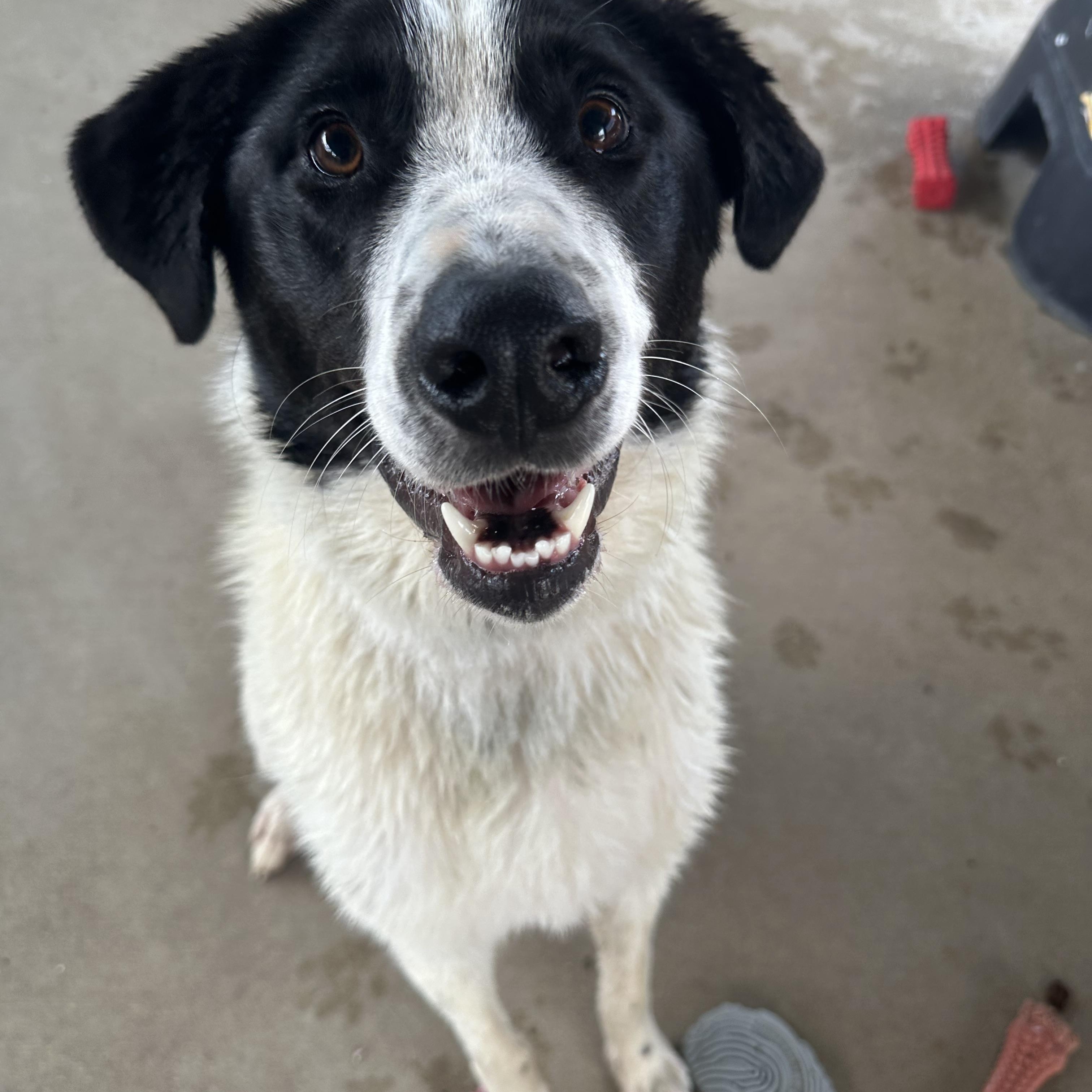 Enlarge Simon, a ADOPTABLE mixed breed in Pacific, MO image 3/4