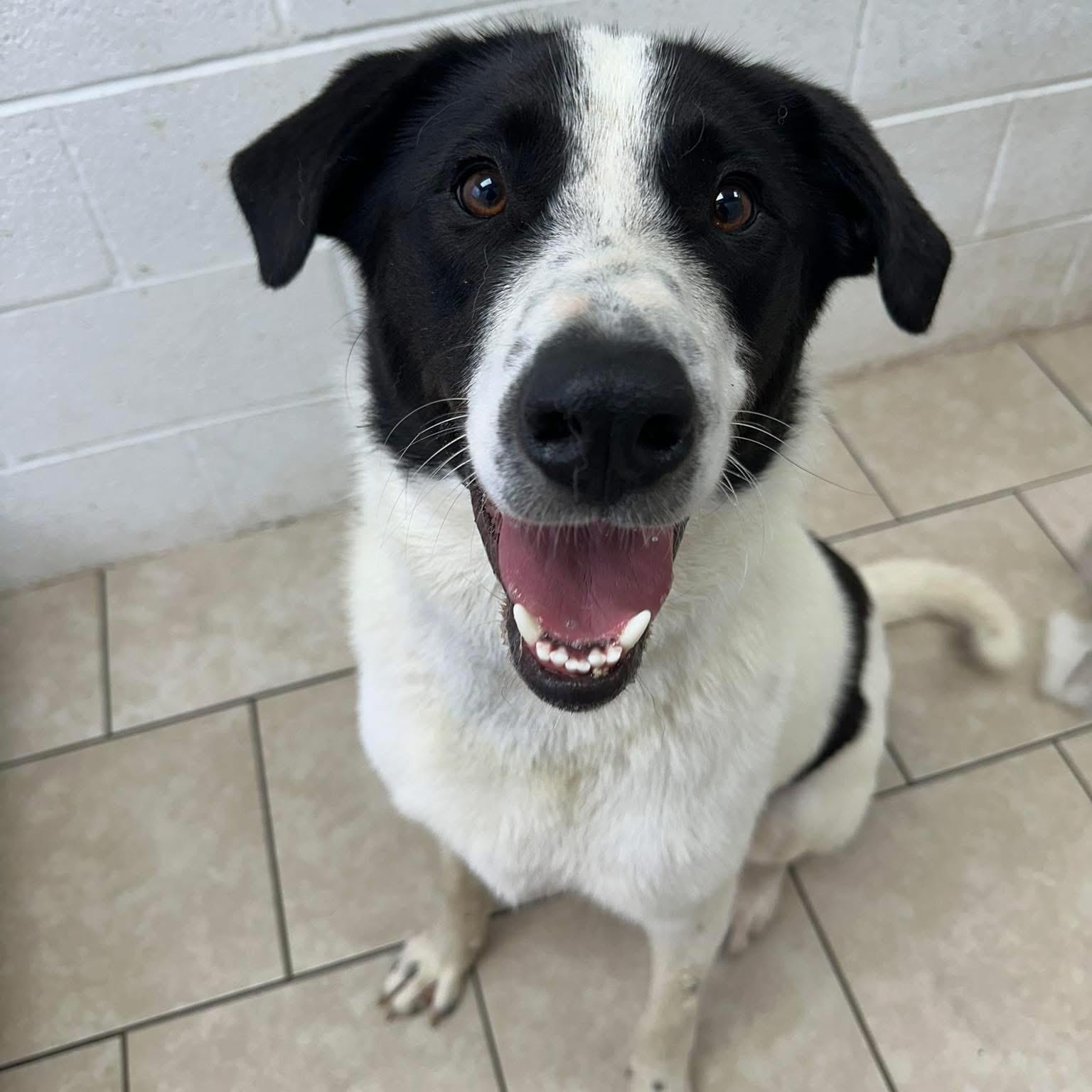 Simon, ADOPTABLE, Adult Male Australian Shepherd.