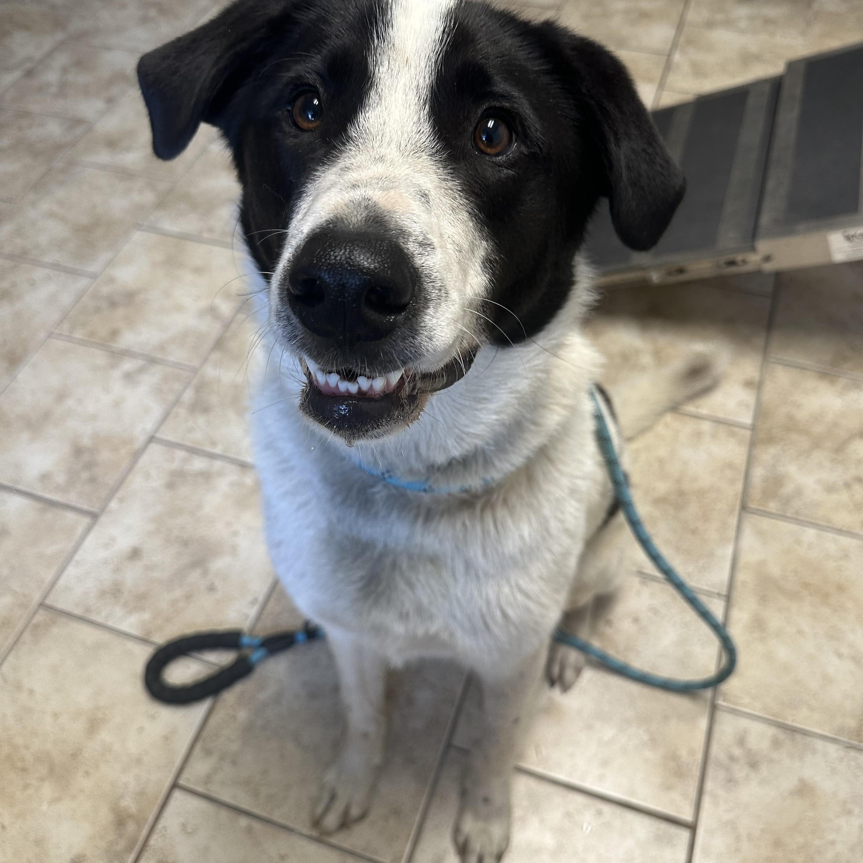 Enlarge Simon, a ADOPTABLE mixed breed in Pacific, MO image 4/4