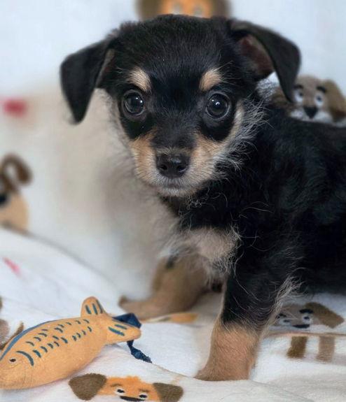 Piper, Adoptable, Puppy Female Chihuahua & Dachshund.