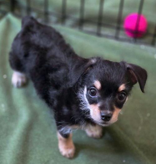 Enlarge Piper, a Adoptable mixed breed in Anaheim Hills, CA image 2/3