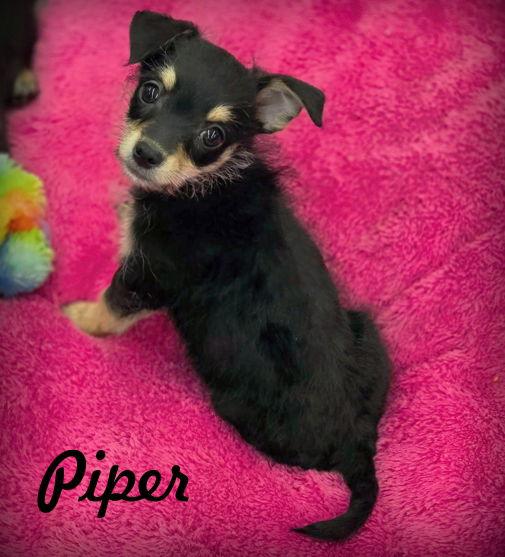 Enlarge Piper, a Adoptable mixed breed in Anaheim Hills, CA image 3/3