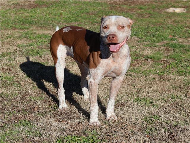 Enlarge LAMBO, a Adoptable mixed breed in Appling, GA image 2/2