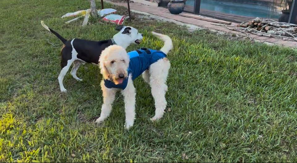 Shelley/Shelby (now Winnie), Adopted, Young Female Golden Retriever & Standard Poodle.