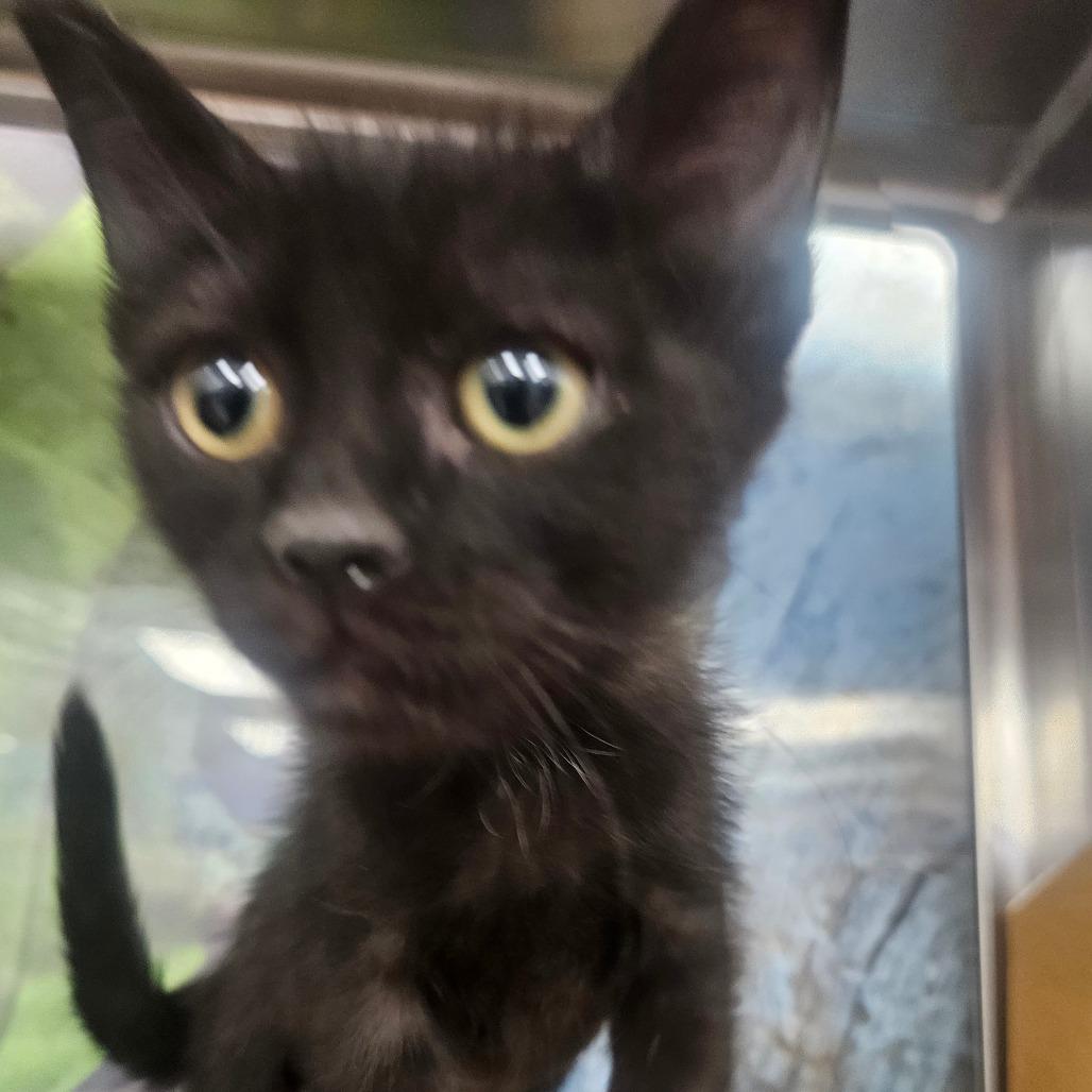 Oscura, Adoptable, Kitten Female Domestic Short Hair.