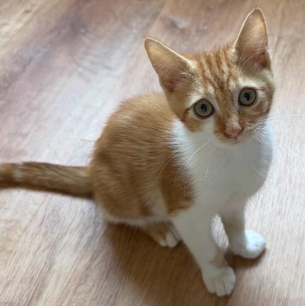 Dave, ADOPTABLE, Kitten Male Domestic Medium Hair.