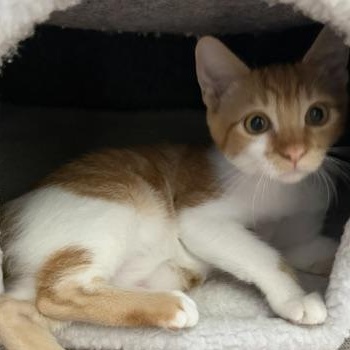 Enlarge Dave, a ADOPTABLE Domestic Medium Hair in Santa Maria, CA image 2/3