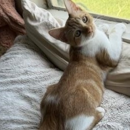 Enlarge Dave, a ADOPTABLE Domestic Medium Hair in Santa Maria, CA image 3/3