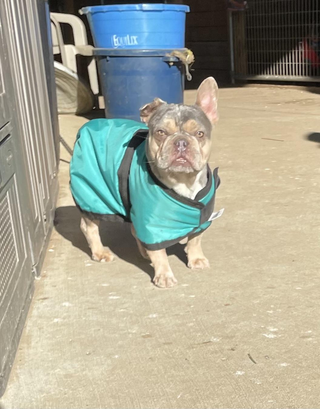 Tiki photo 2