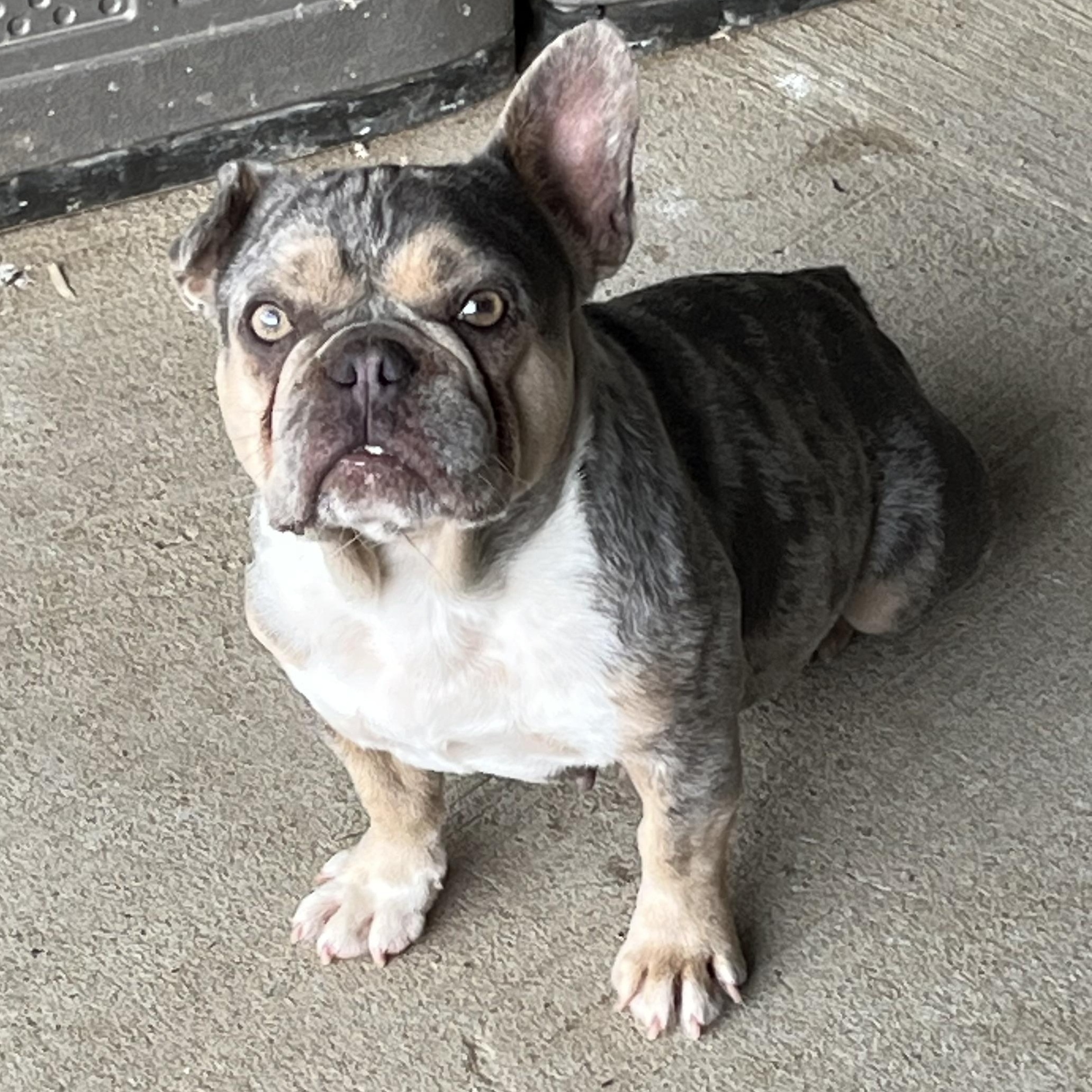 Tiki, Adult Female French Bulldog