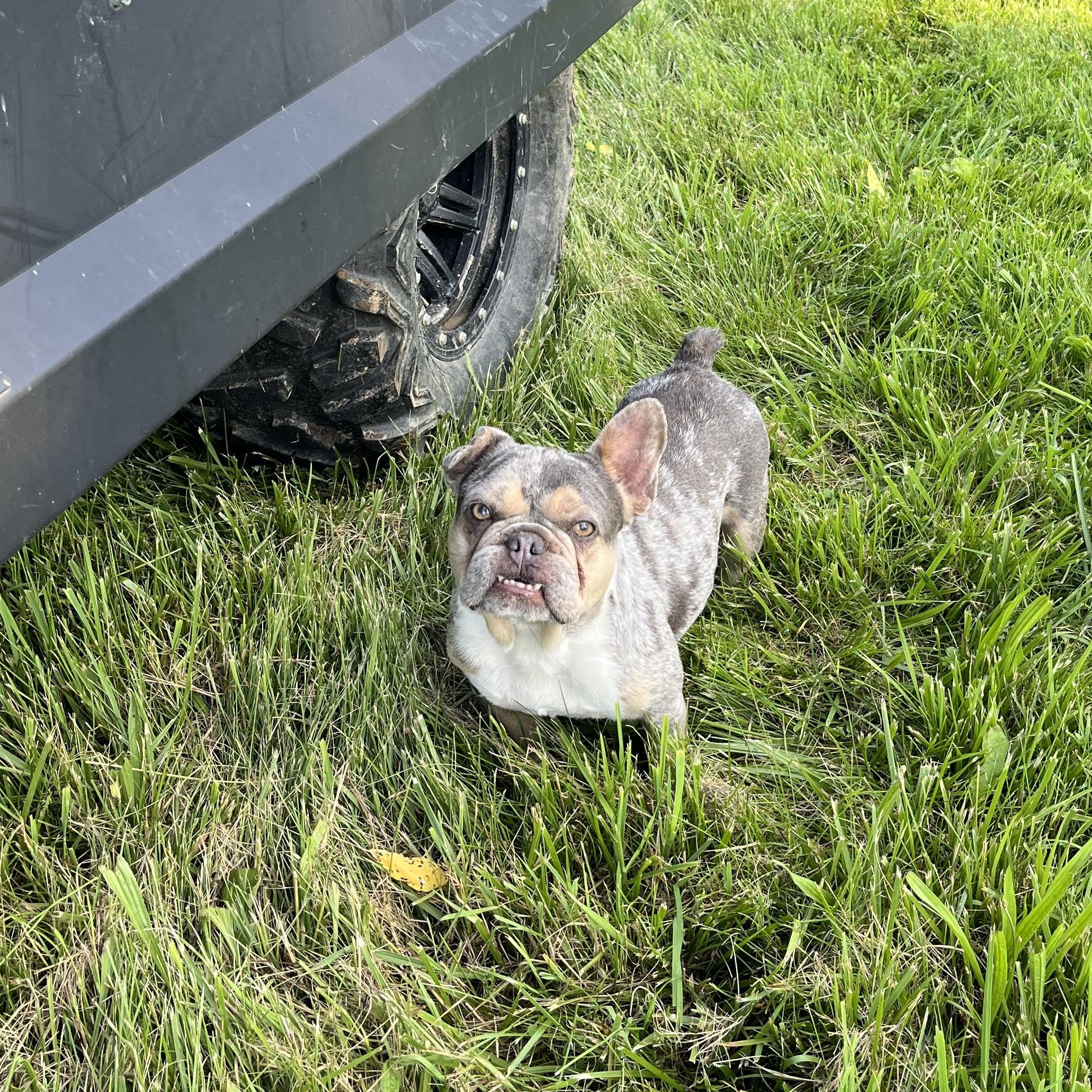 Tiki photo 5