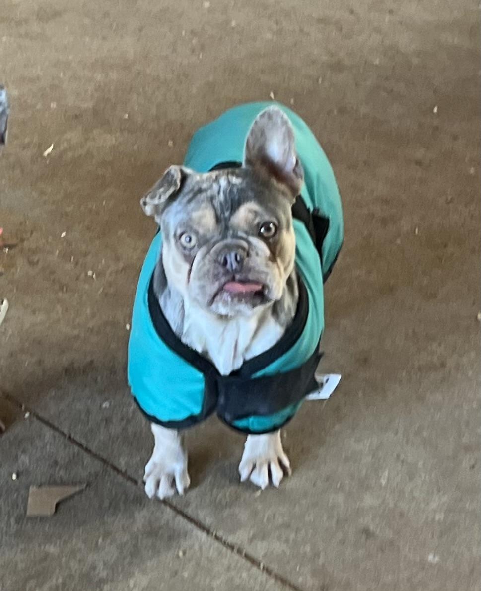 Tiki photo 4
