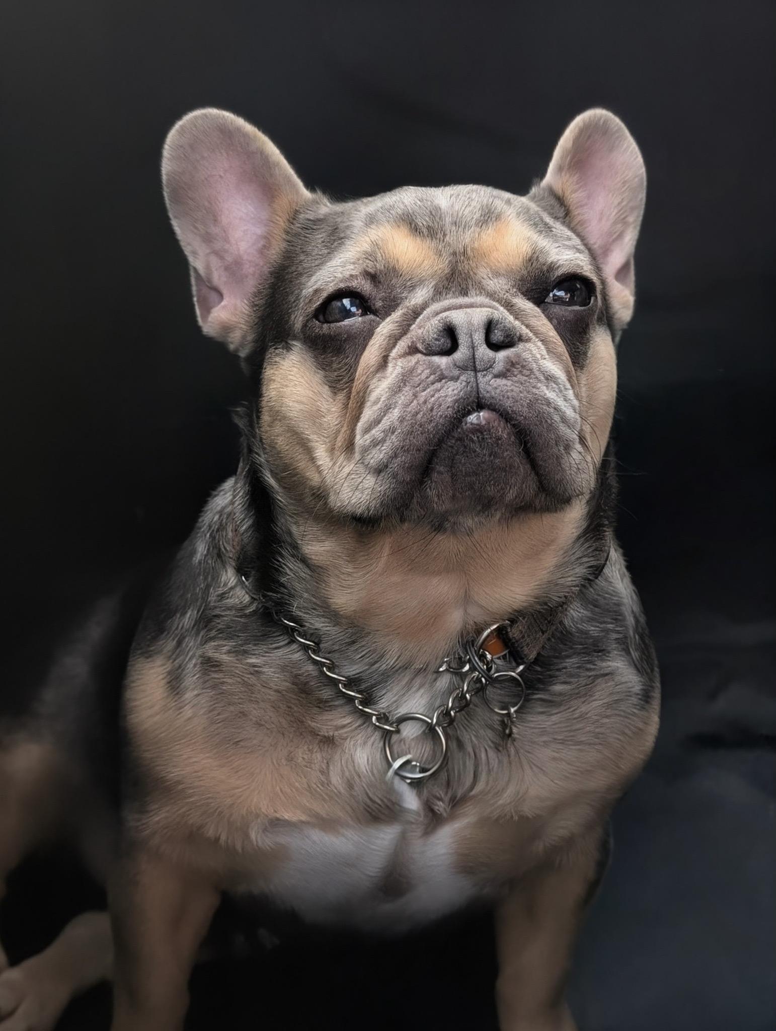 Jessie, ADOPTABLE, Adult Female French Bulldog.