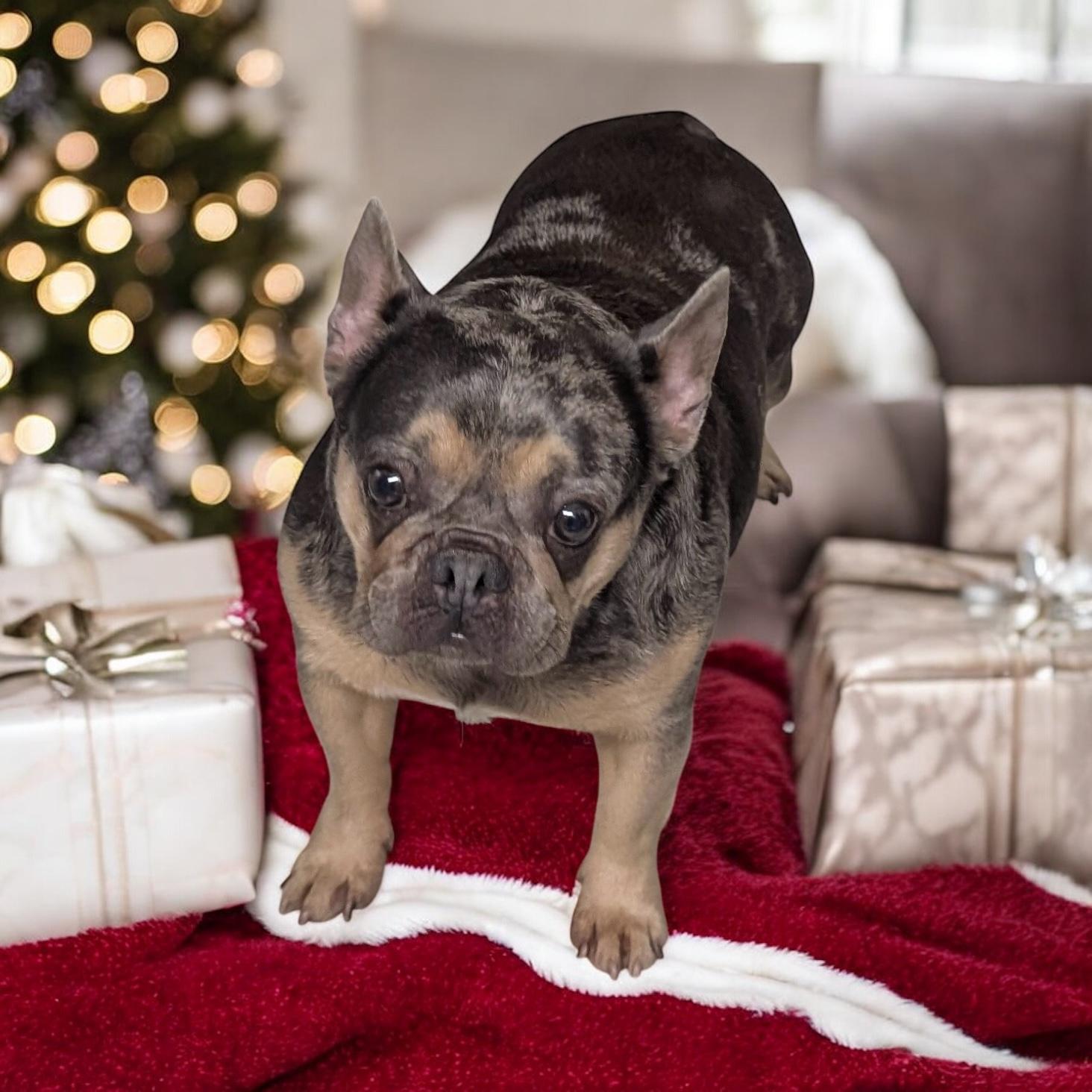 Enlarge Jessie, a ADOPTABLE French Bulldog in Hollywood, FL image 2/4