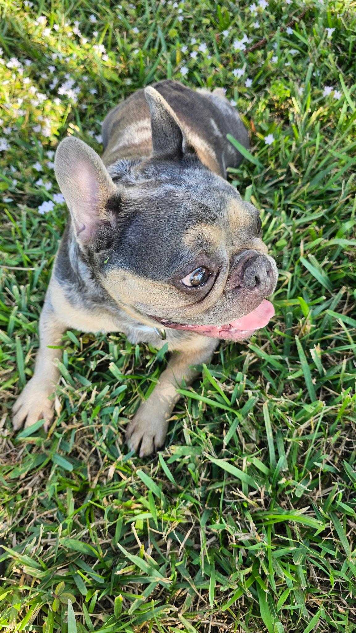 Enlarge Jessie, a ADOPTABLE French Bulldog in Hollywood, FL image 3/4