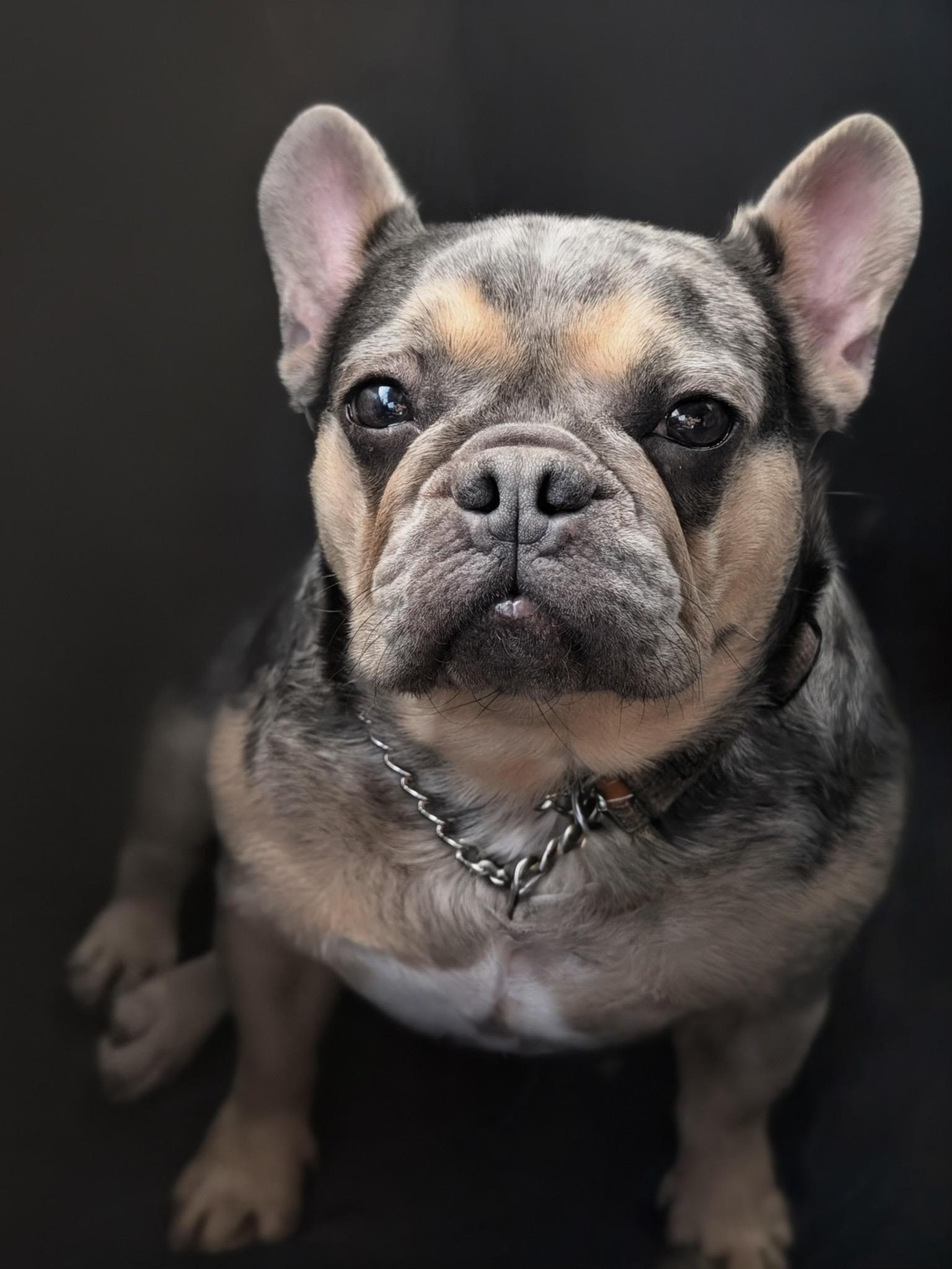 Enlarge Jessie, a ADOPTABLE French Bulldog in Hollywood, FL image 4/4