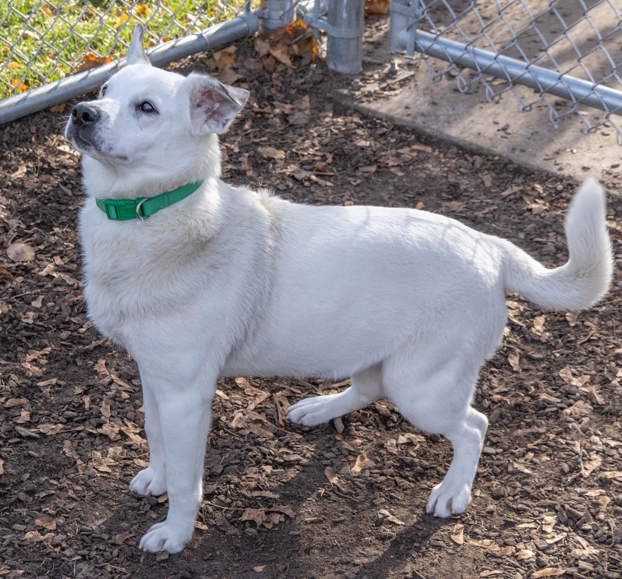 Woofkins thumbnail 2