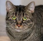 Enlarge Shayla, a ADOPTABLE Domestic Short Hair in Pontiac, MI image 1/1