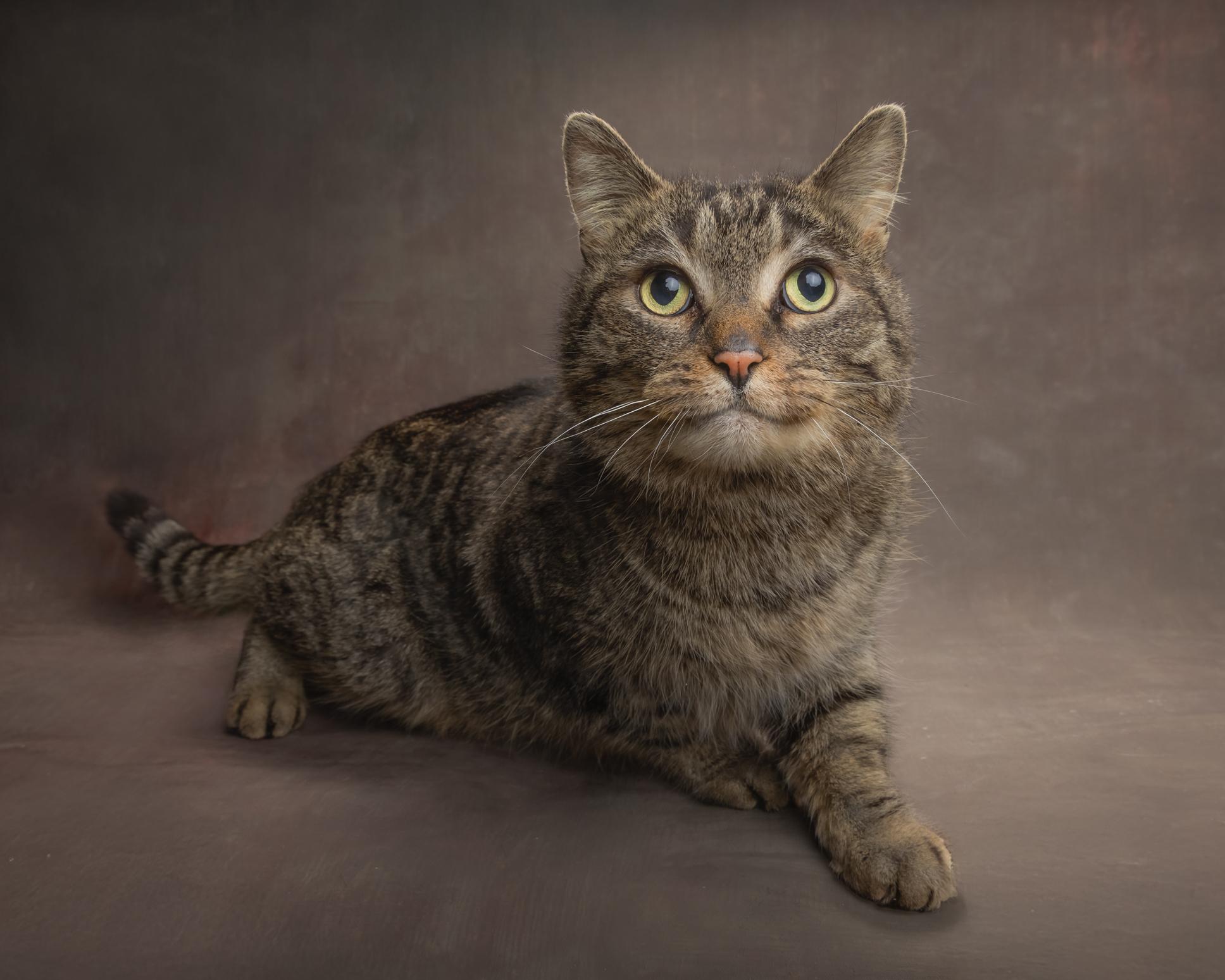 Enlarge Howard, a ADOPTABLE Domestic Short Hair in Port Perry, ON image 1/1