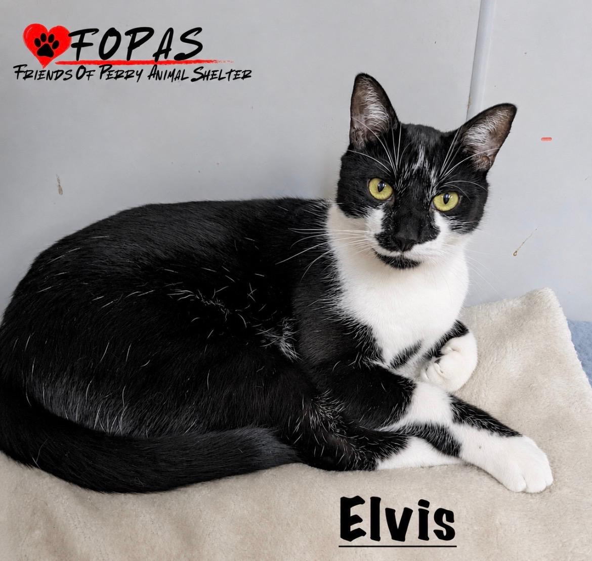 Enlarge Elvis, a Adoptable American Shorthair in Perry, GA image 1/3