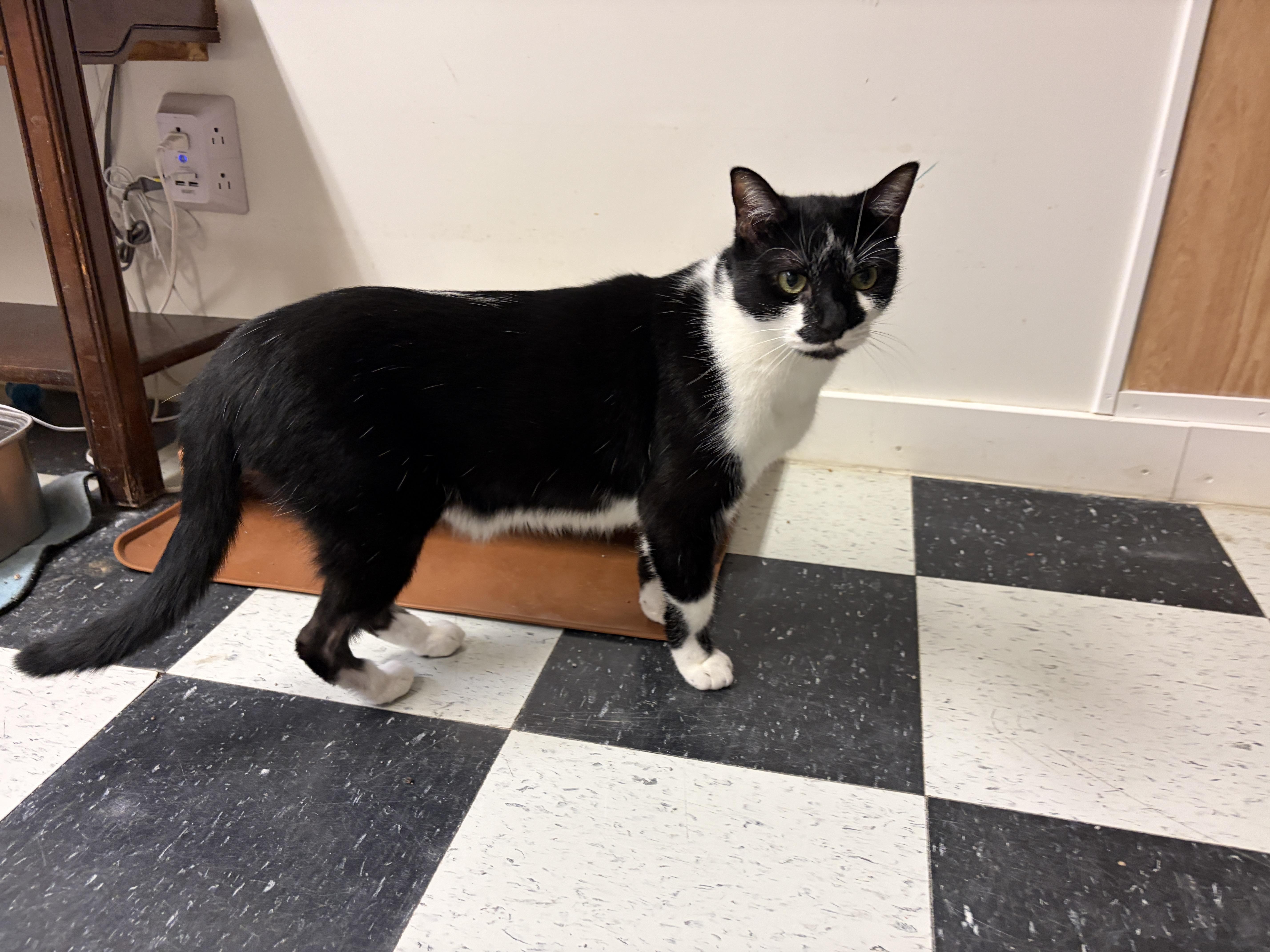 Enlarge Elvis, a Adoptable American Shorthair in Perry, GA image 3/3