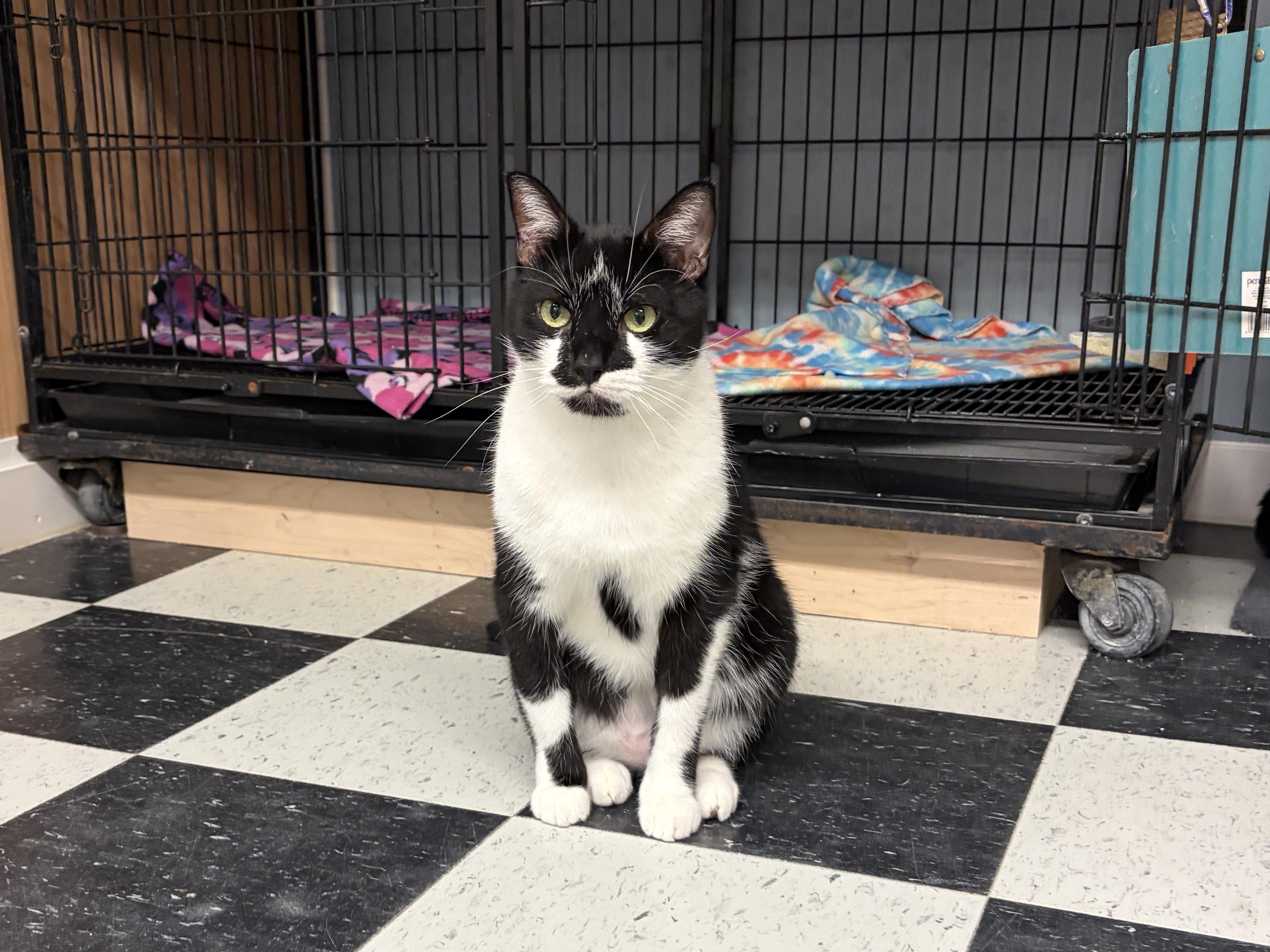 Enlarge Elvis, a Adoptable American Shorthair in Perry, GA image 2/3