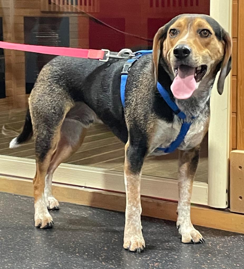 Turtle, a Adoptable mixed breed in Waxhaw, NC image 1/6