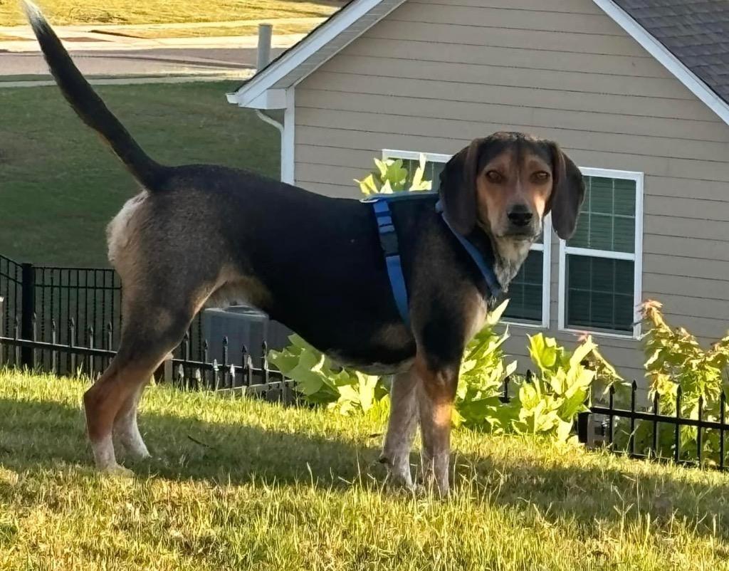 Turtle, a Adoptable mixed breed in Waxhaw, NC image 2/6