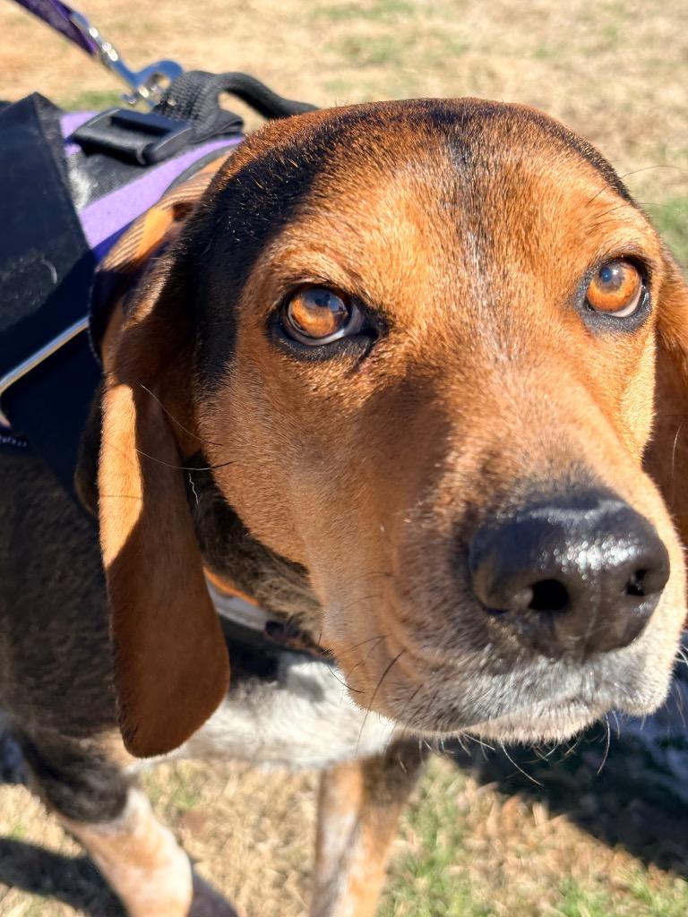 Turtle, a Adoptable mixed breed in Waxhaw, NC image 3/6