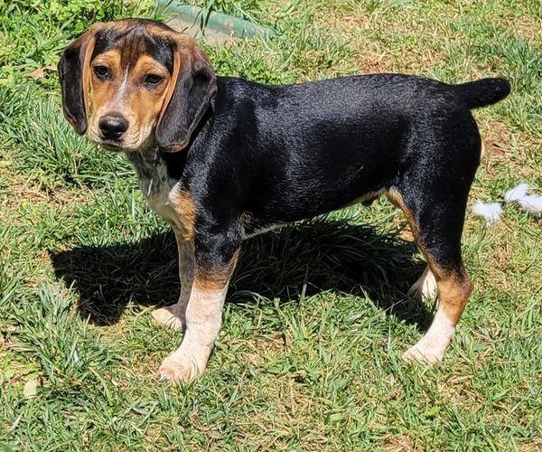 Turtle, a Adoptable mixed breed in Waxhaw, NC image 4/6
