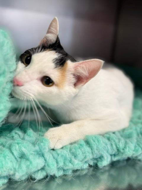 SHIRLY, an adopted Domestic Short Hair in Lynn Haven, FL image 3/5