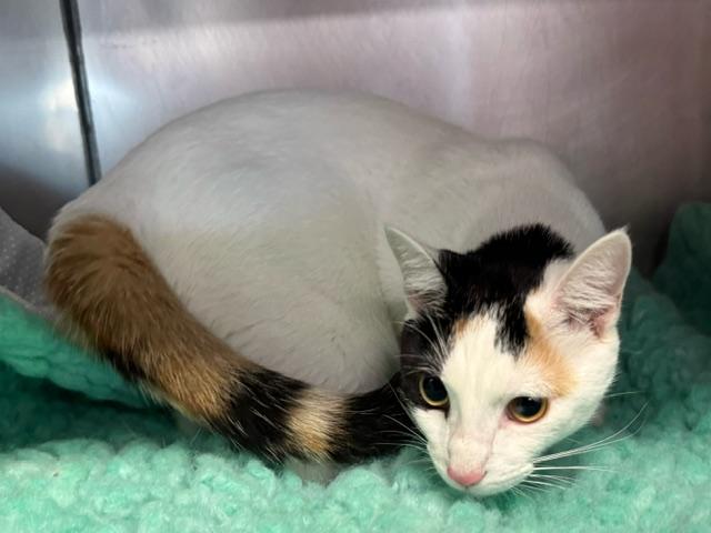 SHIRLY, an adopted Domestic Short Hair in Lynn Haven, FL image 2/5