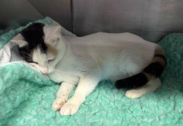 SHIRLY, an adopted Domestic Short Hair in Lynn Haven, FL image 4/5