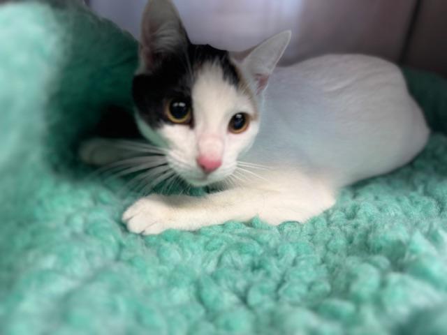 SHIRLY, an adopted Domestic Short Hair in Lynn Haven, FL image 5/5