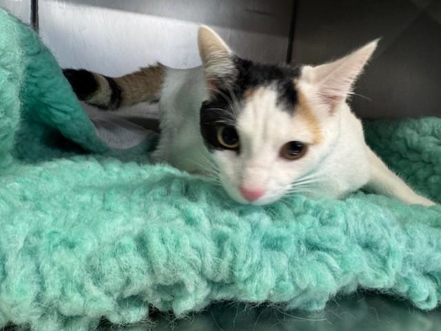 SHIRLY, an adopted Domestic Short Hair in Lynn Haven, FL image 1/5