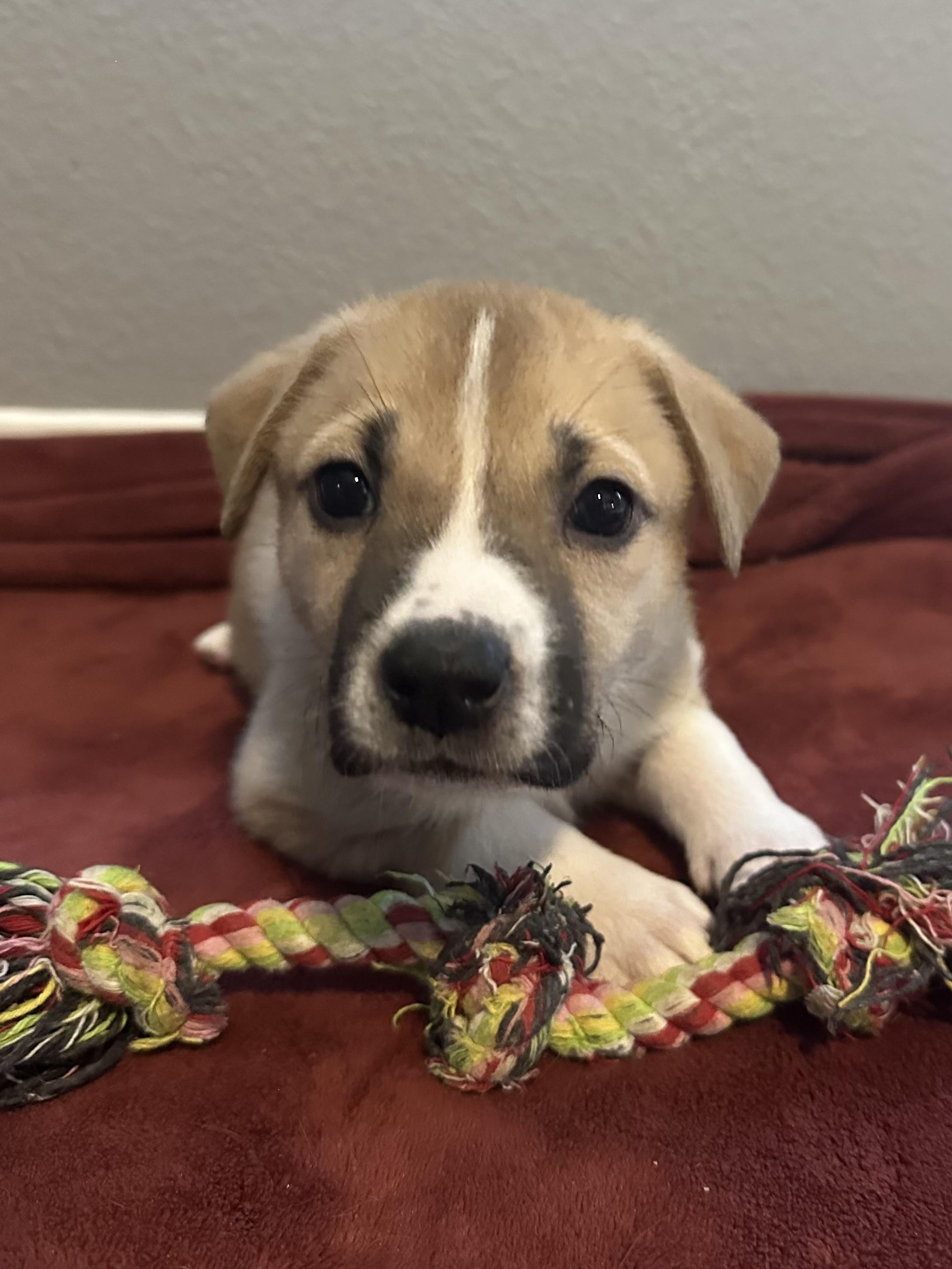 Enlarge Lucy, a Adoptable mixed breed in tracy, CA image 2/3