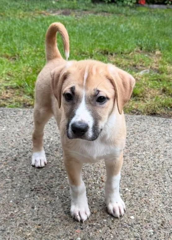 Lucy, Adoptable, Puppy Female American Staffordshire Terrier & Anatolian Shepherd.