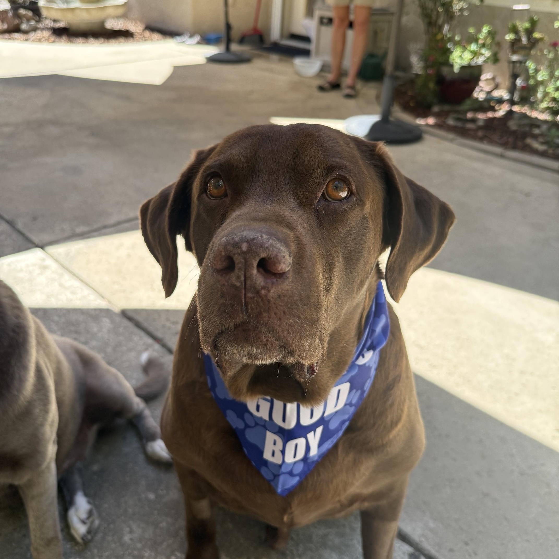 Clyde, a ADOPTABLE Labrador Retriever in Sacramento, CA image 3/5
