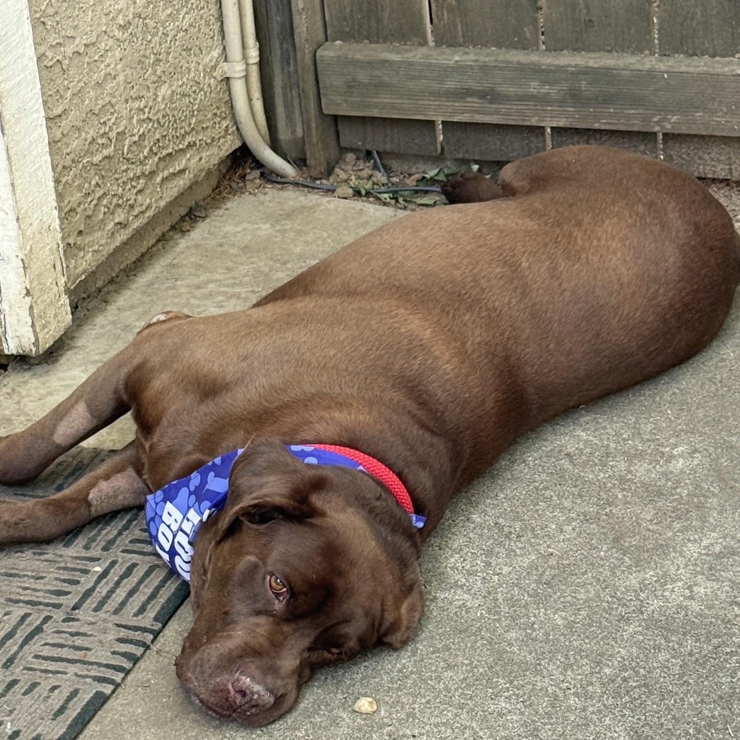 Clyde, a ADOPTABLE Labrador Retriever in Sacramento, CA image 4/5