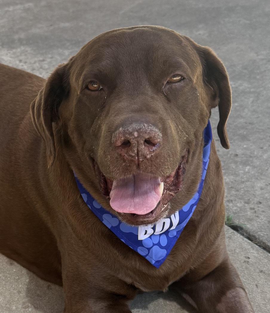 Clyde, a ADOPTABLE Labrador Retriever in Sacramento, CA image 1/5