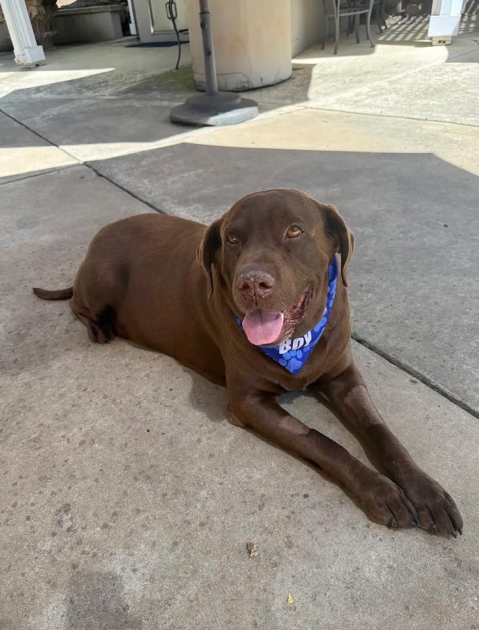 Clyde, a ADOPTABLE Labrador Retriever in Sacramento, CA image 2/5