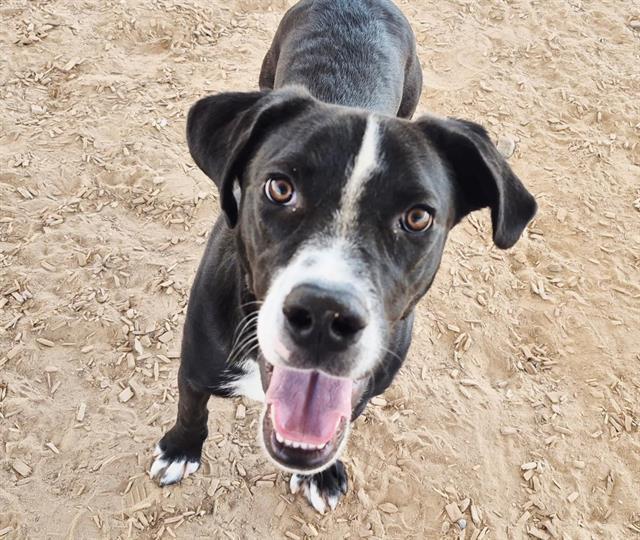 LACO, Adoptable, Young Male Labrador Retriever & Mixed Breed.